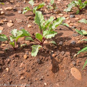 FV BEETROOT BUNCH