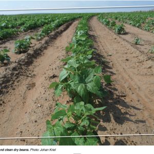 REPACK SUGAR BEANS