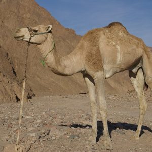 CAMEL L H/P 200