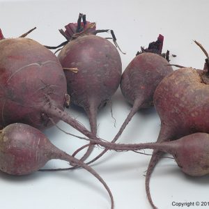 FV BEETROOT